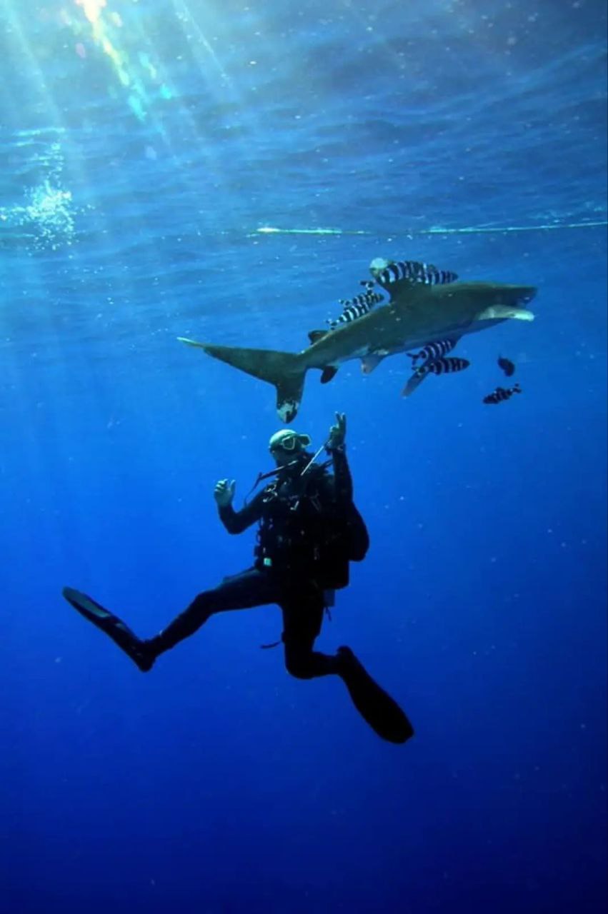 Ahmed mit Ozeanischem Weißspitzenhai